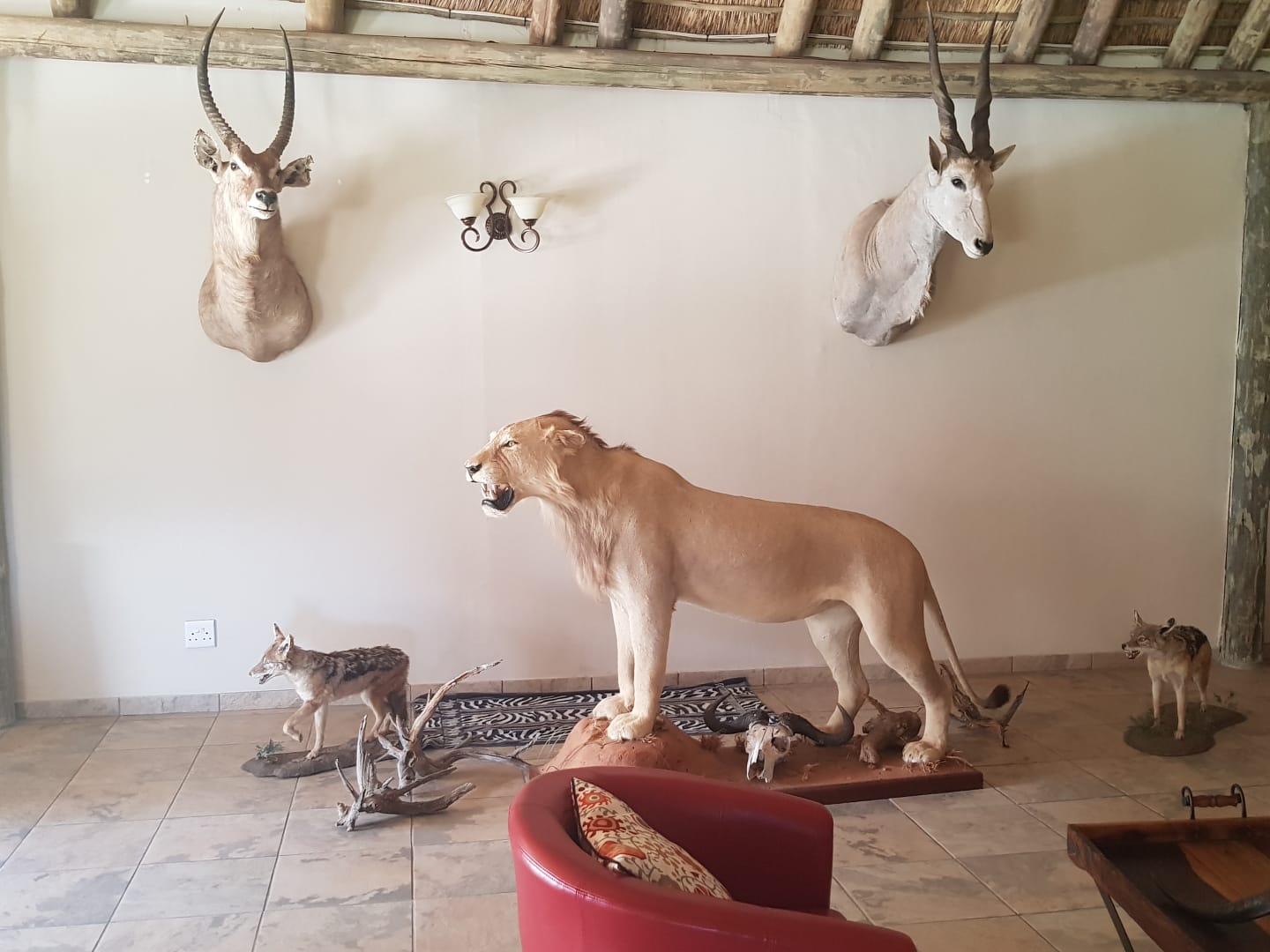 Leopard Hunting in Namibia & Brown Hyena Cancelation Hunt