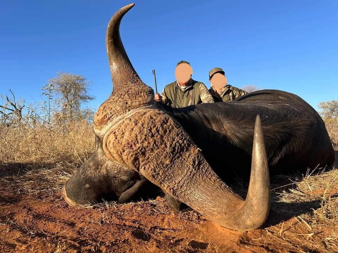 Buffalo, Sable & Croc Trophies on a South African Hunt