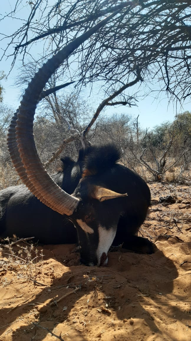 Leopard Hunting in Namibia & Brown Hyena Cancelation Hunt