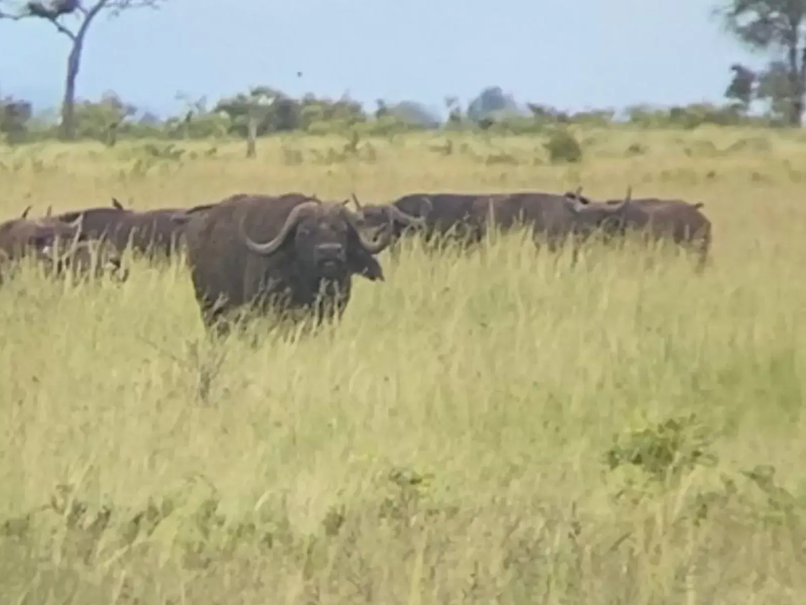 Leopard Hunting in Namibia & Brown Hyena Cancelation Hunt