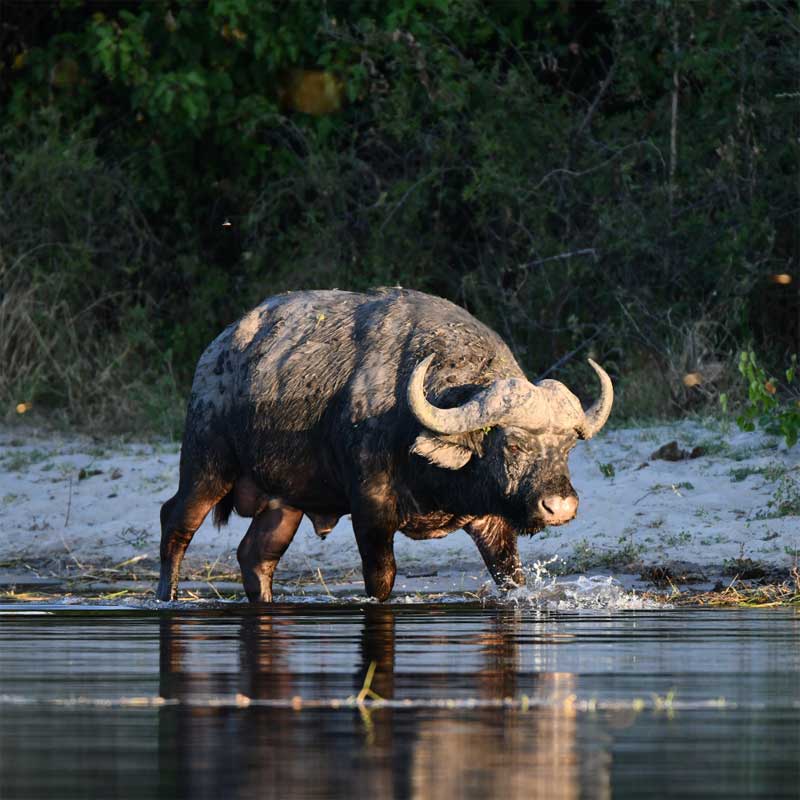 Leopard Hunting in Namibia & Brown Hyena Cancelation Hunt