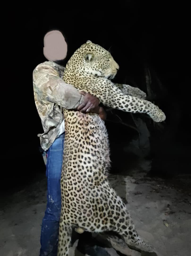 Leopard Hunting in Namibia & Brown Hyena Cancelation Hunt