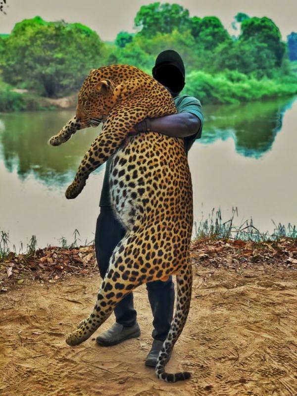 Leopard Hunting in Namibia & Brown Hyena Cancelation Hunt