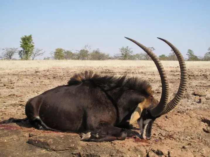 Leopard Hunting in Namibia & Brown Hyena Cancelation Hunt