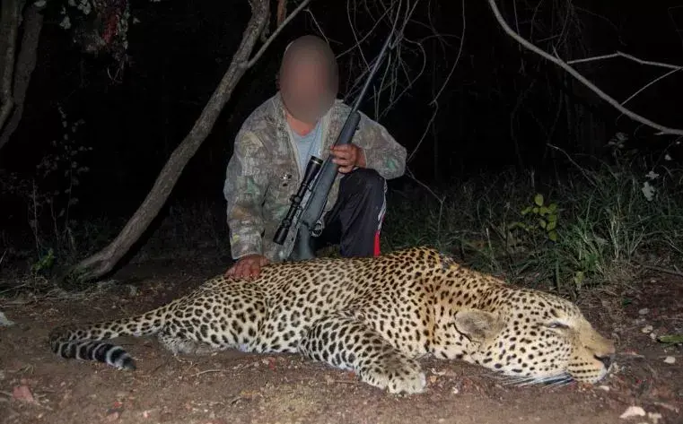 Leopard Hunting in Namibia & Brown Hyena Cancelation Hunt