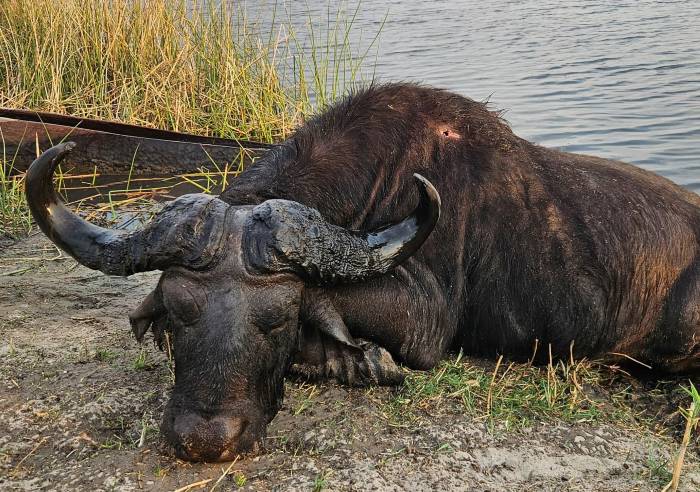 Leopard Hunting in Namibia & Brown Hyena Cancelation Hunt