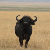 Leopard Hunting in Namibia & Brown Hyena Cancelation Hunt