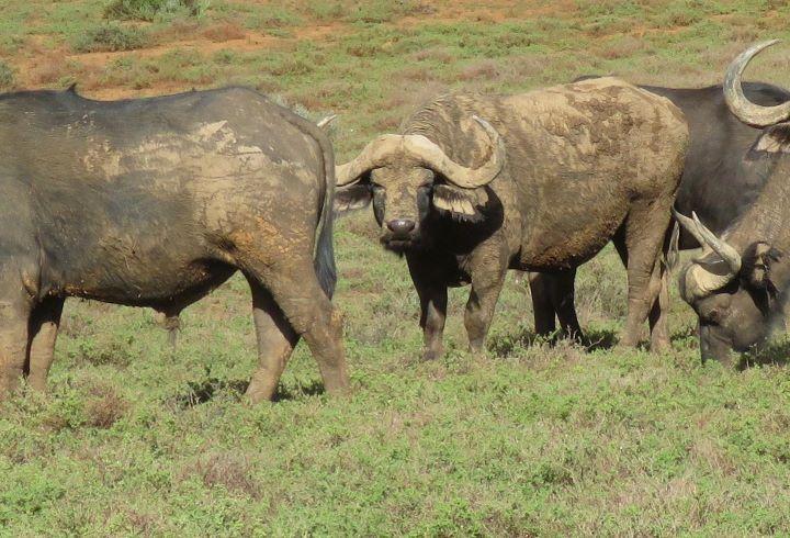 Leopard Hunting in Namibia & Brown Hyena Cancelation Hunt