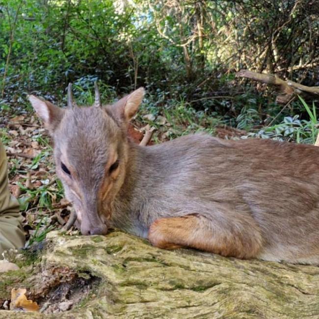 Leopard Hunting in Namibia & Brown Hyena Cancelation Hunt