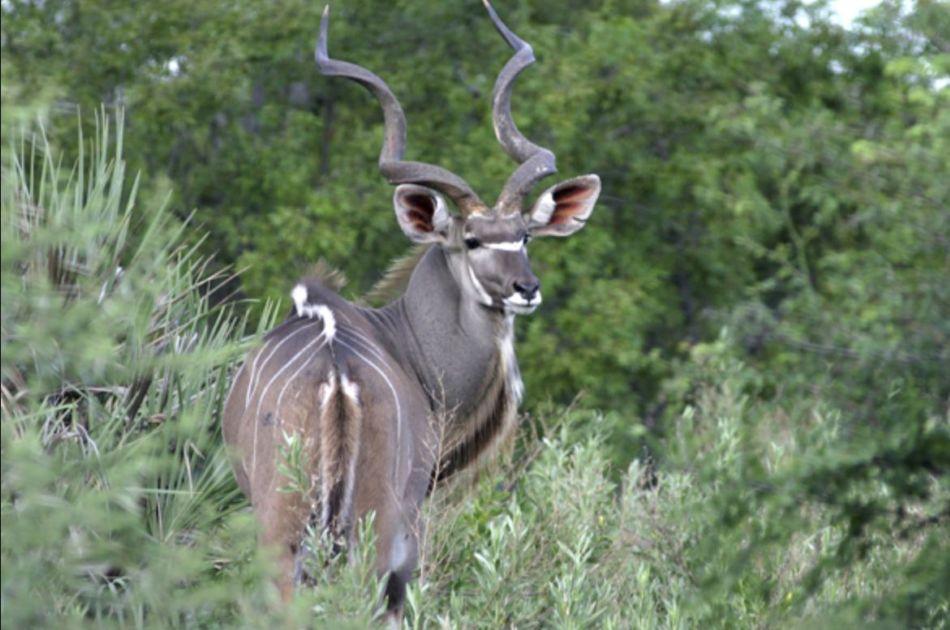 Leopard Hunting in Namibia & Brown Hyena Cancelation Hunt