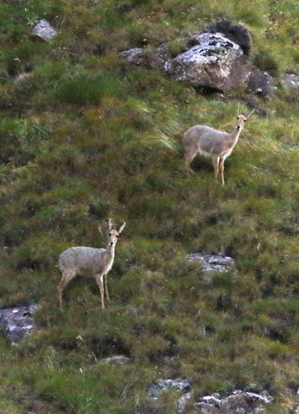 Leopard Hunting in Namibia & Brown Hyena Cancelation Hunt