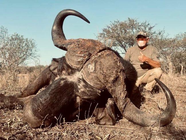 Cape Buffalo Hunt in Limpopo Province, SA