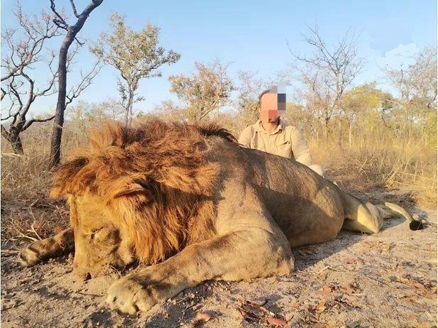 Hunt in Mozambique Lion, Leopard & Buffalo Exportable to US