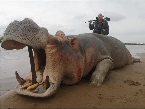 10 Days Crocodile Hunting in Mozambique, plus a Hippo