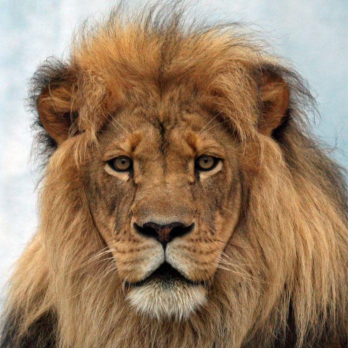 Free Range Trophy Lion Hunting in Tanzania,16 days in Rungwa