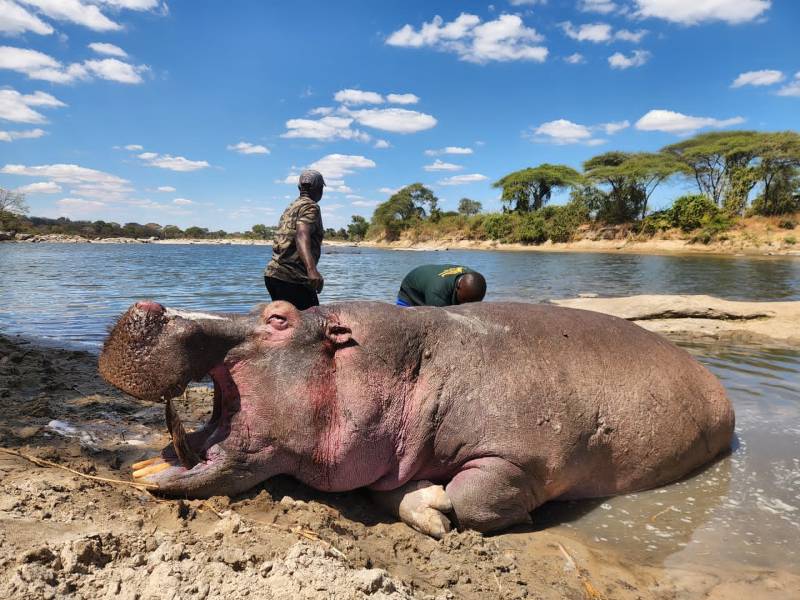 Hippo & Crocodile Hunt in Tanzania’s Lunda Nkwambi GCA
