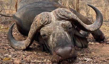 Leopard Hunting in Namibia & Brown Hyena Cancelation Hunt