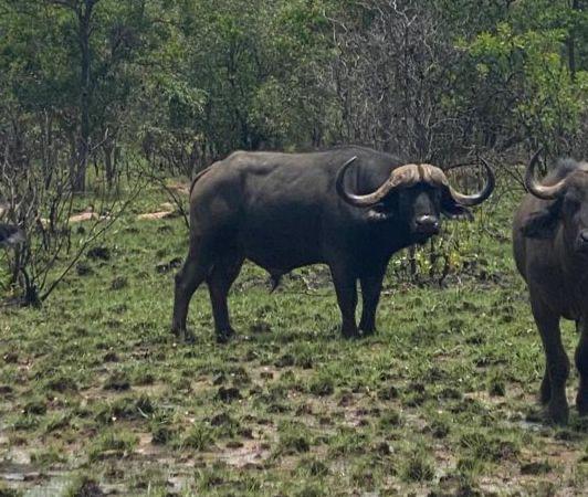 Leopard Hunting in Namibia & Brown Hyena Cancelation Hunt