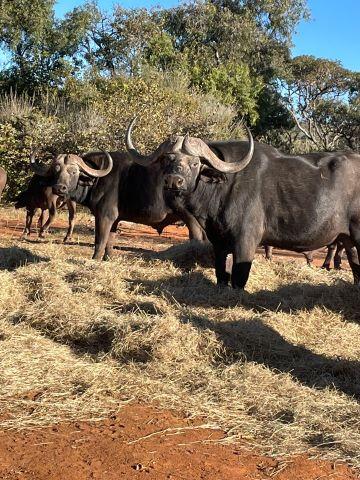 Leopard Hunting in Namibia & Brown Hyena Cancelation Hunt