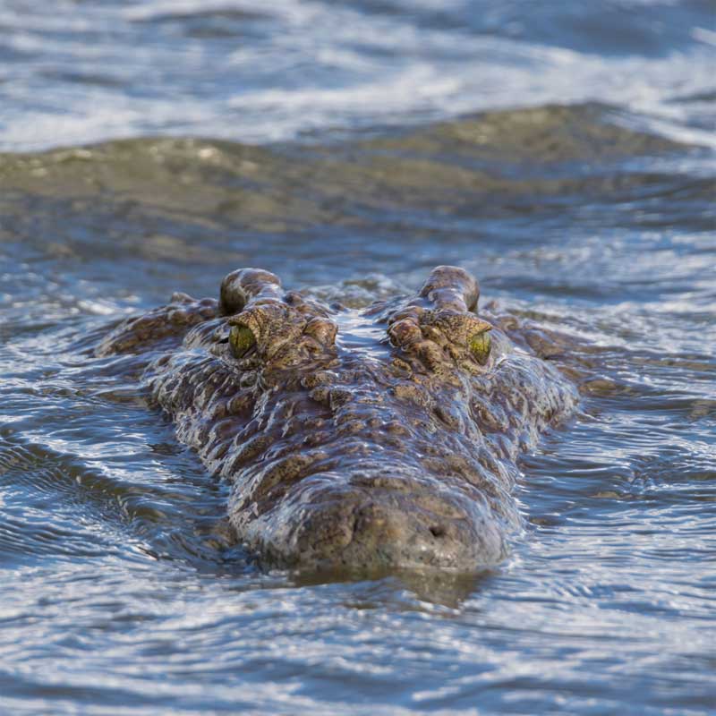Leopard Hunting in Namibia & Brown Hyena Cancelation Hunt