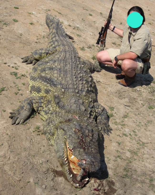 Giant Crocodile Hunt in the Caprivi Namibia Non-Exportable