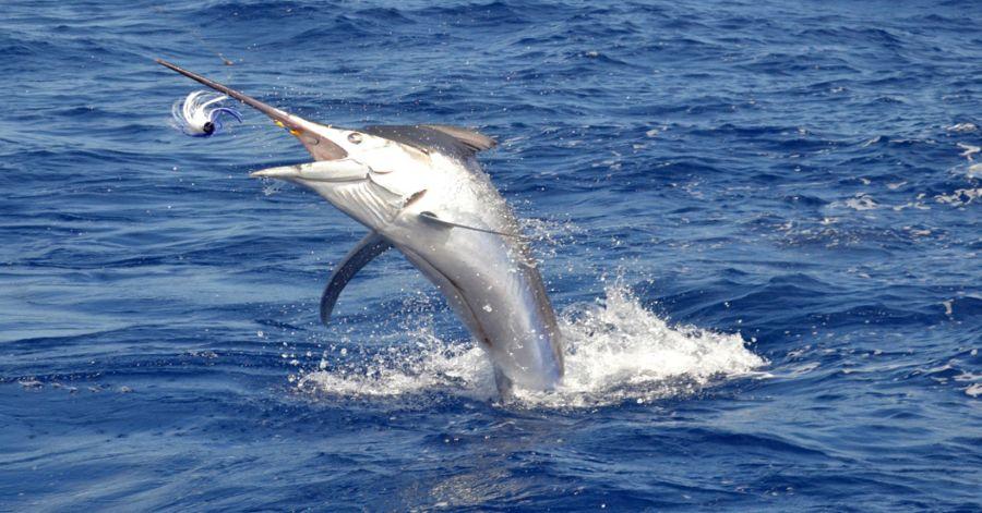 Leopard Hunting in Namibia & Brown Hyena Cancelation Hunt