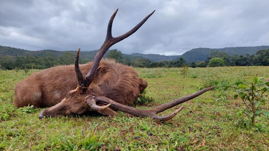Leopard Hunting in Namibia & Brown Hyena Cancelation Hunt