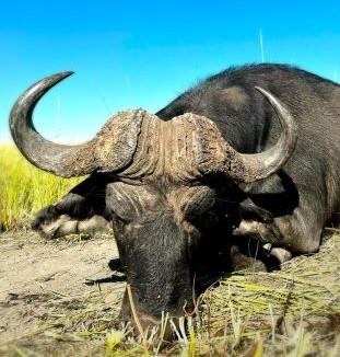 Trophy Hunting in Botswana, Free Range Elephant and Buffalo  