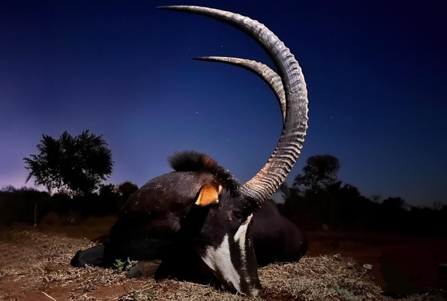 Plains Game Hunting in Zambia, Trophy Sable in Nkala