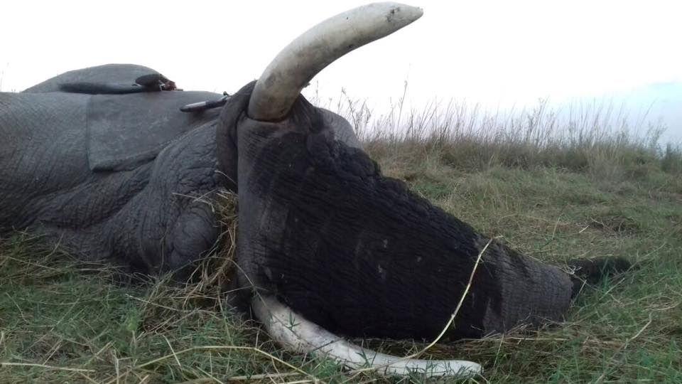 Hunt Non-Exportable Elephant in the Caprivi, Namibia