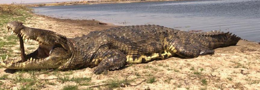 Hunt Giant Crocodile Hippo in Namibia 7 x Days in Caprivi