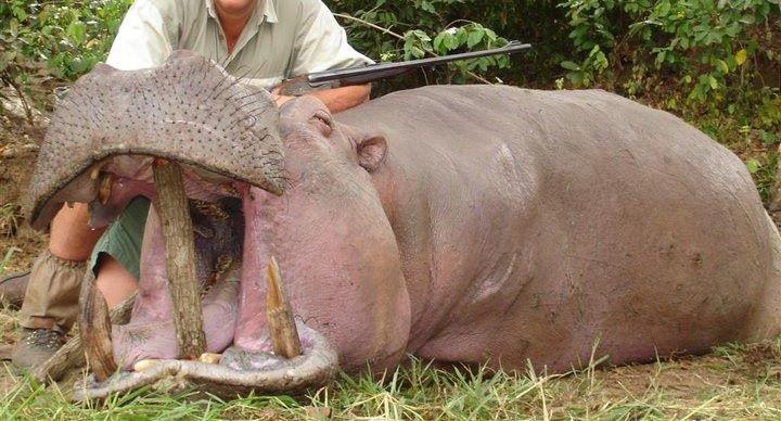 Leopard Hunting in Namibia & Brown Hyena Cancelation Hunt