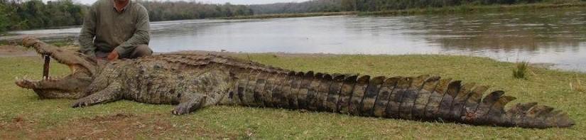 Leopard Hunting in Namibia & Brown Hyena Cancelation Hunt