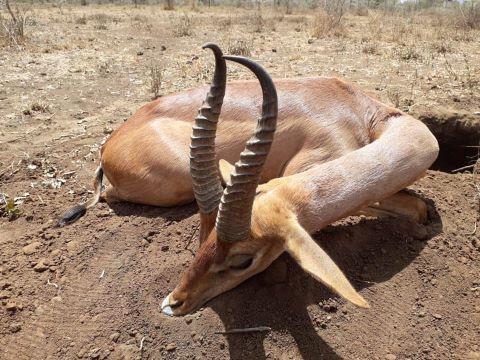 Safari Hunting in Tanzania 10 Days Plains Game in Masai 1:1