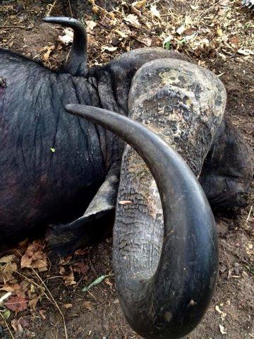 Leopard Hunting in Namibia & Brown Hyena Cancelation Hunt