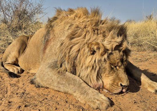 Leopard Hunting in Namibia & Brown Hyena Cancelation Hunt