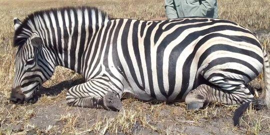 Leopard Hunting in Namibia & Brown Hyena Cancelation Hunt