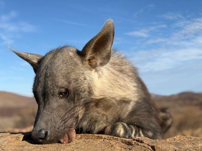 Leopard Hunting in Namibia & Brown Hyena Cancelation Hunt