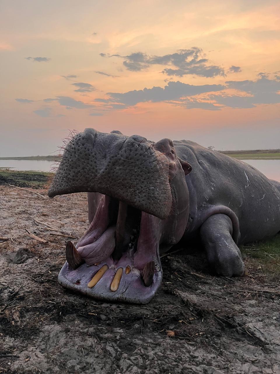 Trophy Hippo Hunting in Nkala GMA , Zambia