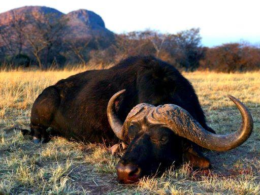 Leopard Hunting in Namibia & Brown Hyena Cancelation Hunt