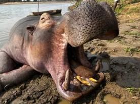 Hunt Zambia for Buffalo, Hippo and Giant Crocodile