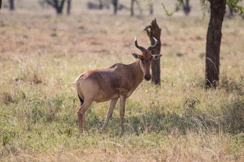 Leopard Hunting in Namibia & Brown Hyena Cancelation Hunt