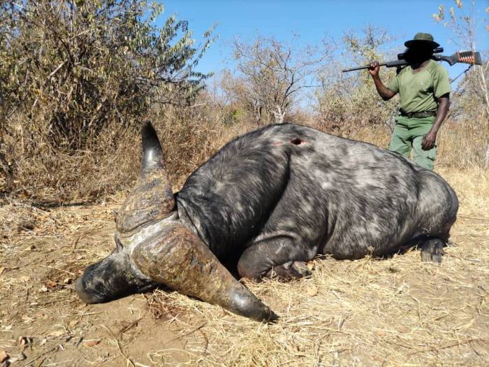 Leopard Hunting in Namibia & Brown Hyena Cancelation Hunt