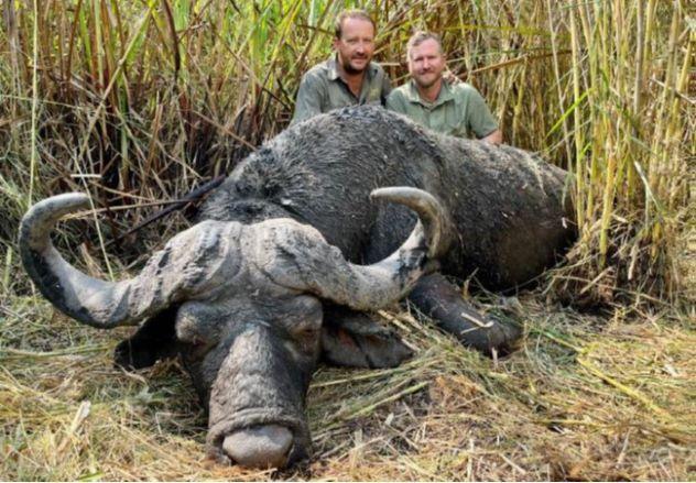 Cape Buffalo Safari in Zambezia Province, Mozambique