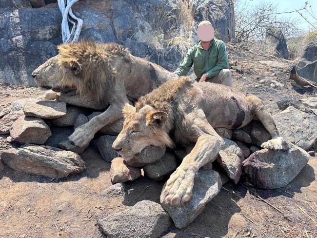 16 Day Lion Hunting and Premium Game in Tanzania