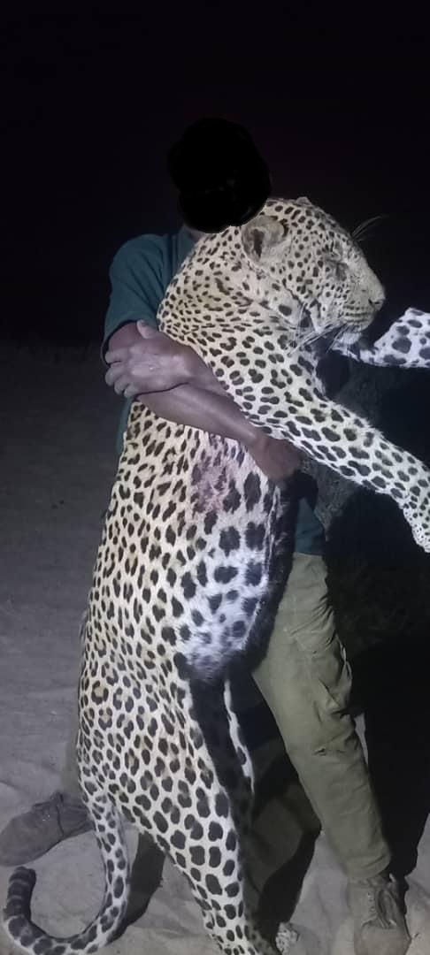 Leopard Hunting in Namibia & Brown Hyena Cancelation Hunt