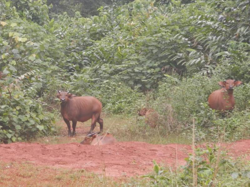 Leopard Hunting in Namibia & Brown Hyena Cancelation Hunt