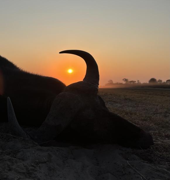 Leopard Hunting in Namibia & Brown Hyena Cancelation Hunt