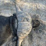 Leopard Hunting in Namibia & Brown Hyena Cancelation Hunt