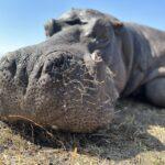 Leopard Hunting in Namibia & Brown Hyena Cancelation Hunt